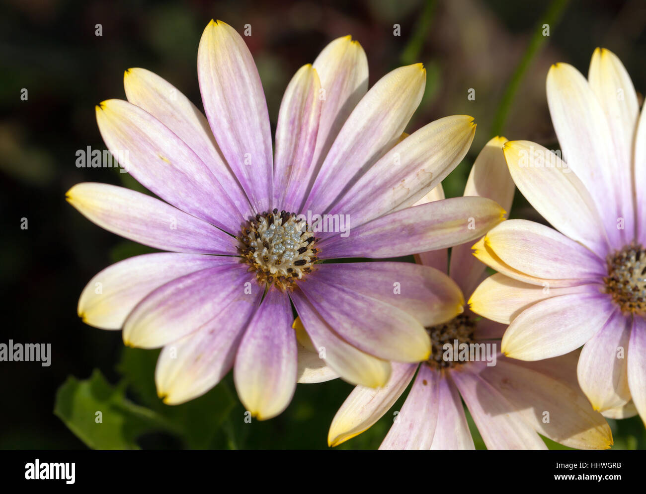 Close-up de Osteospermum flores en los jardines formales en Walmer Castle Foto de stock