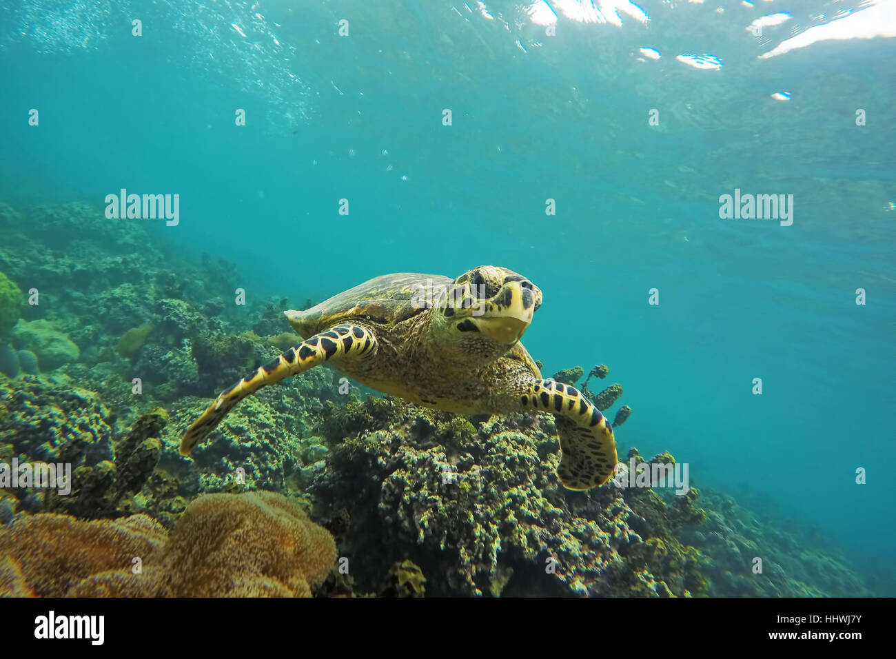 La tortuga verde (Chelonia mydas) nada más coral, Seychelles Foto de stock