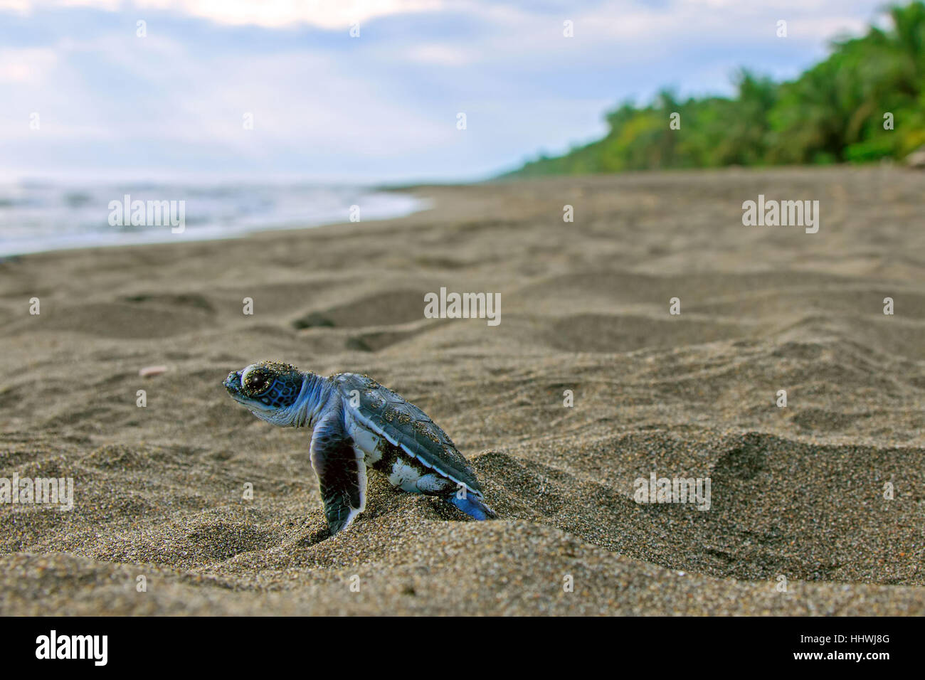 La tortuga verde del Pacífico o tortuga verde (Chelonia mydas), juvenil