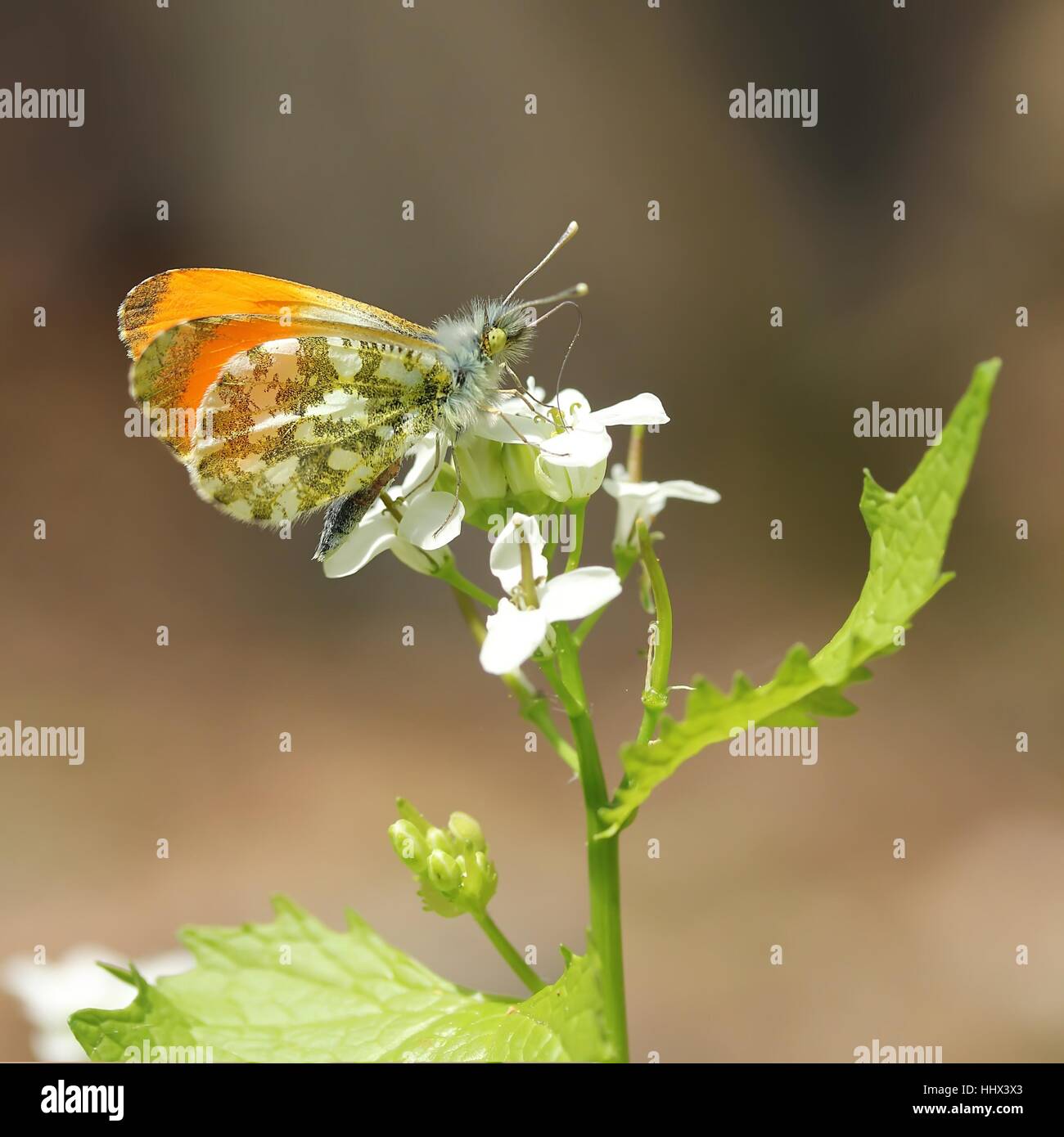 Mariposa, polilla, Albino, macro, macro, macro admisión, vista cercana, Foto de stock