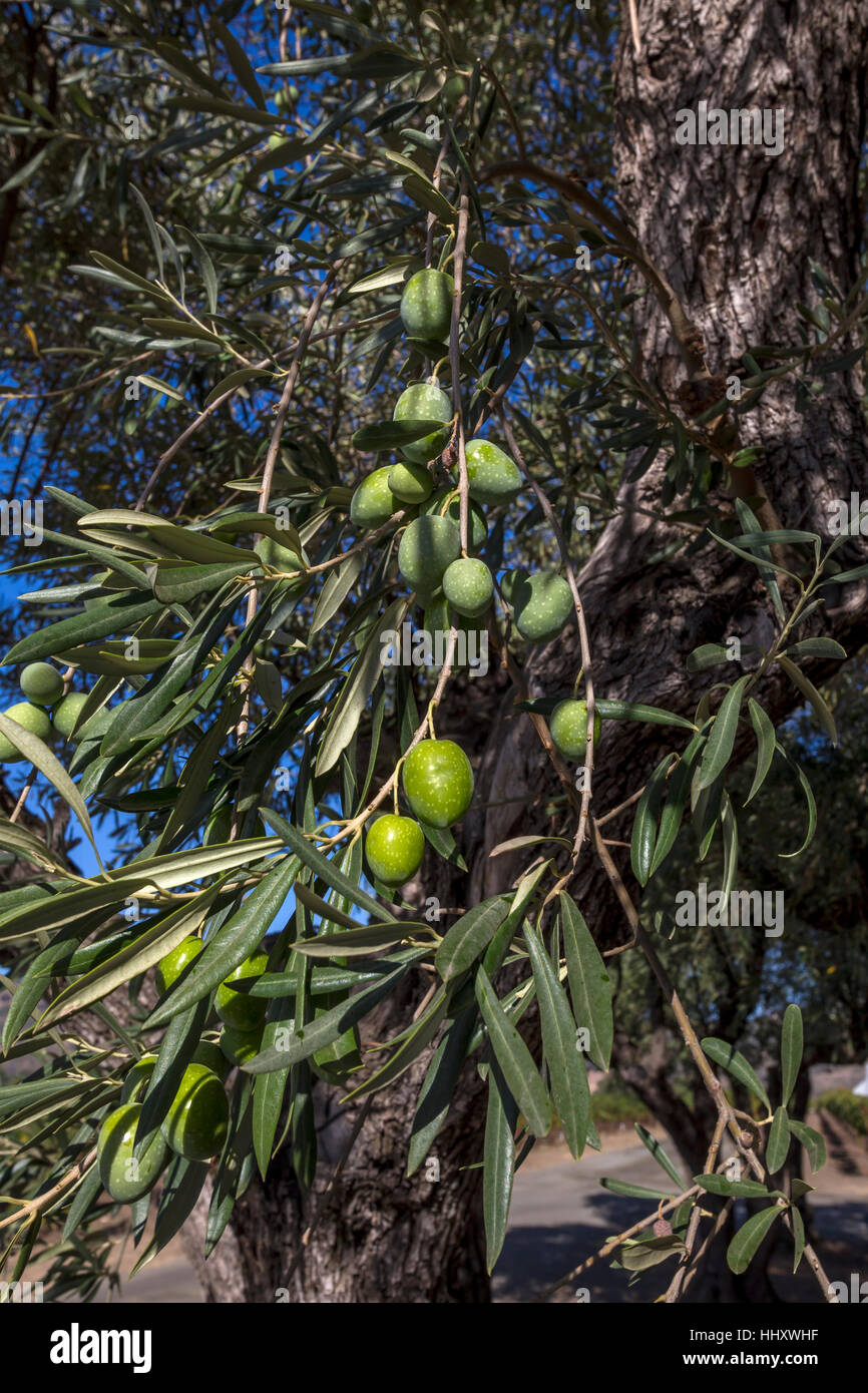 Aceitunas en el olivo en el estanque redondo Estate, Rutherford Road, Rutherford, Napa Valley, el condado de Napa, California Foto de stock