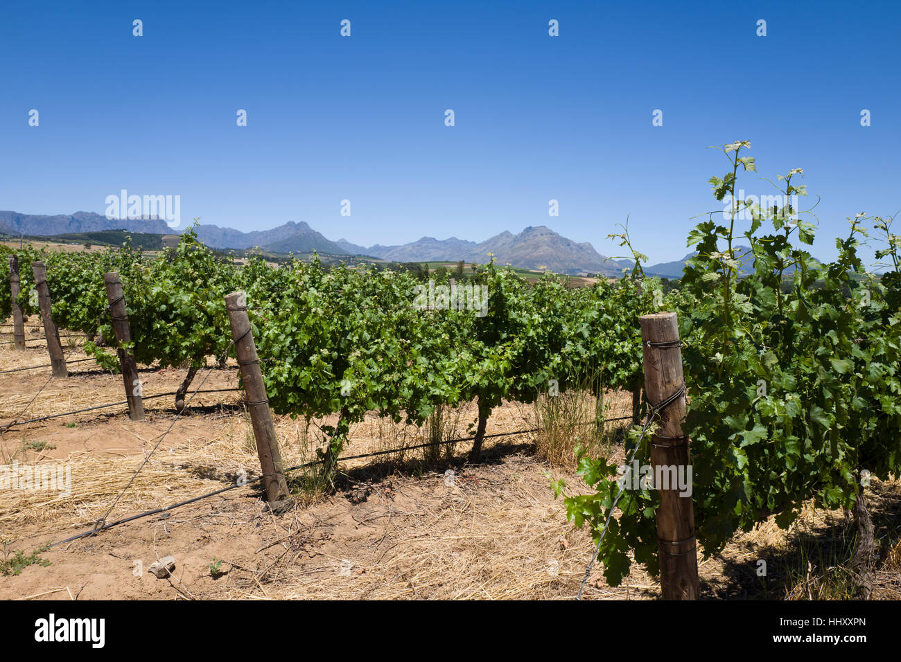 Du cap fotografías e imágenes de alta resolución Alamy