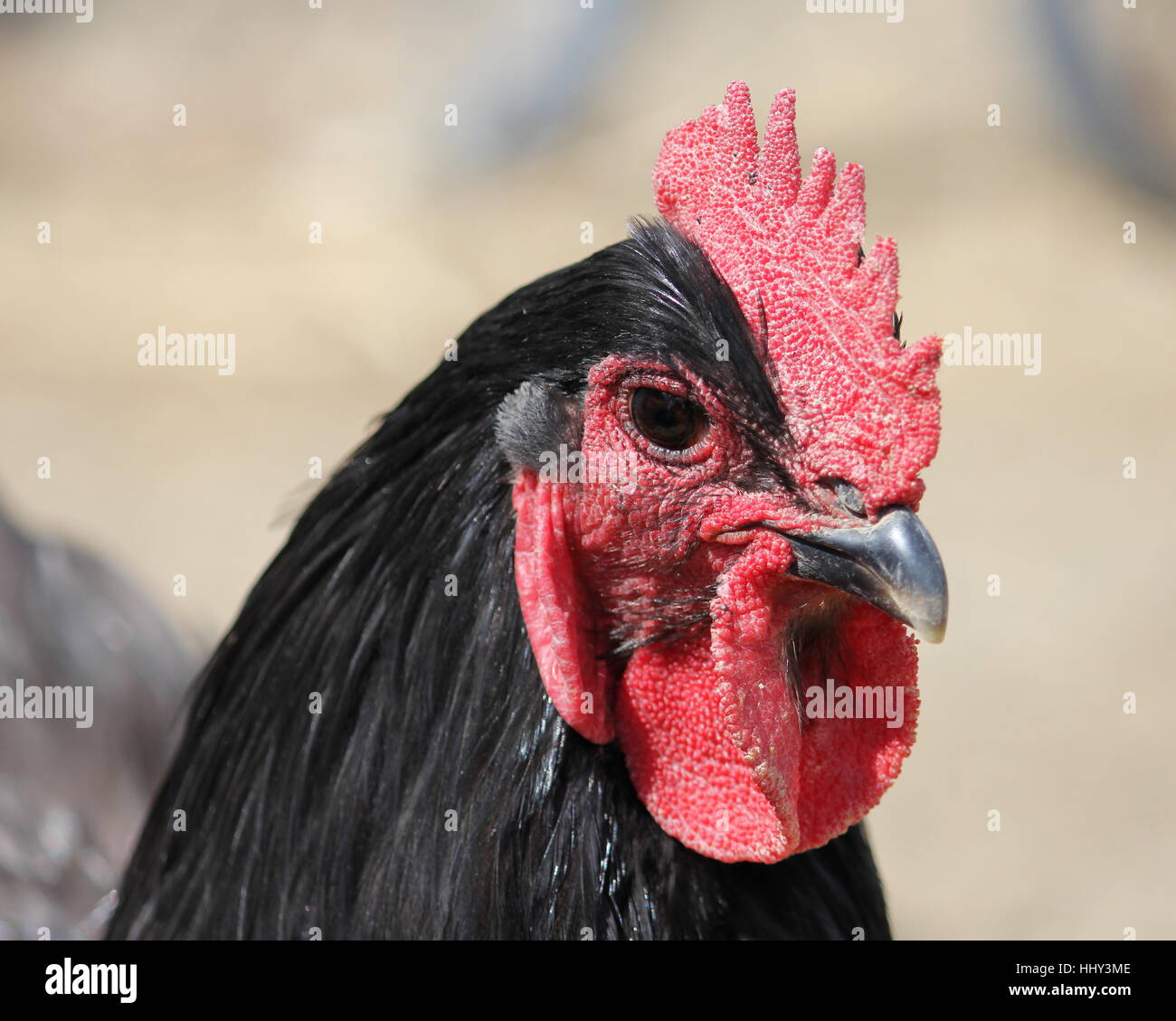 Cochin azul retrato de gallo Foto de stock