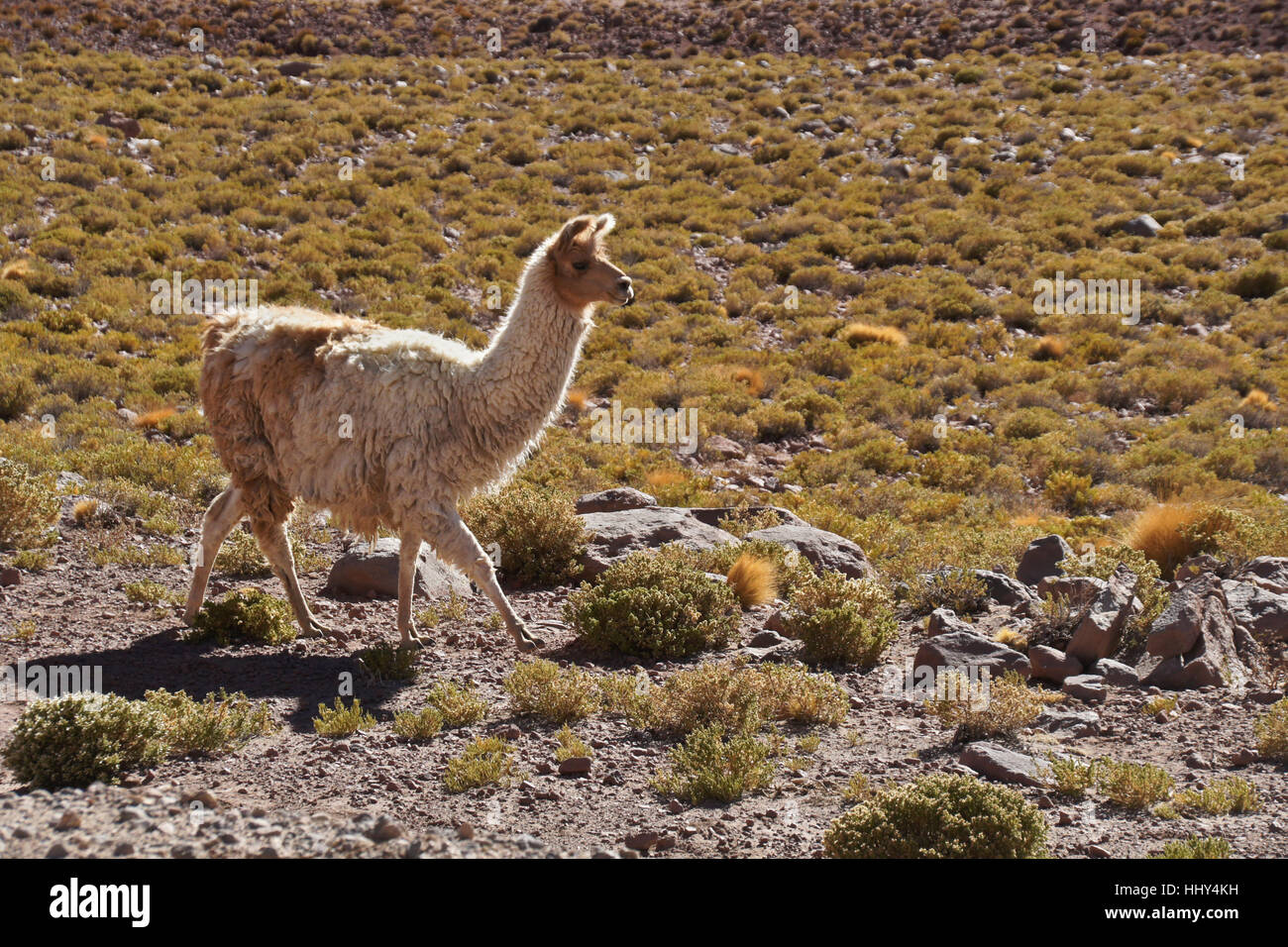 Llama domesticadas, el desierto de Atacama, Norte Grande de Chile Foto de stock