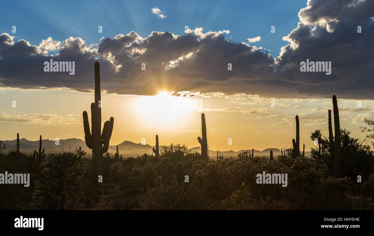 Paisaje con cactus saguaro (Carnegiea gigantea), atardecer con nubes oscuras, el Parque Nacional de Saguaro, Arizona, EE.UU. Foto de stock