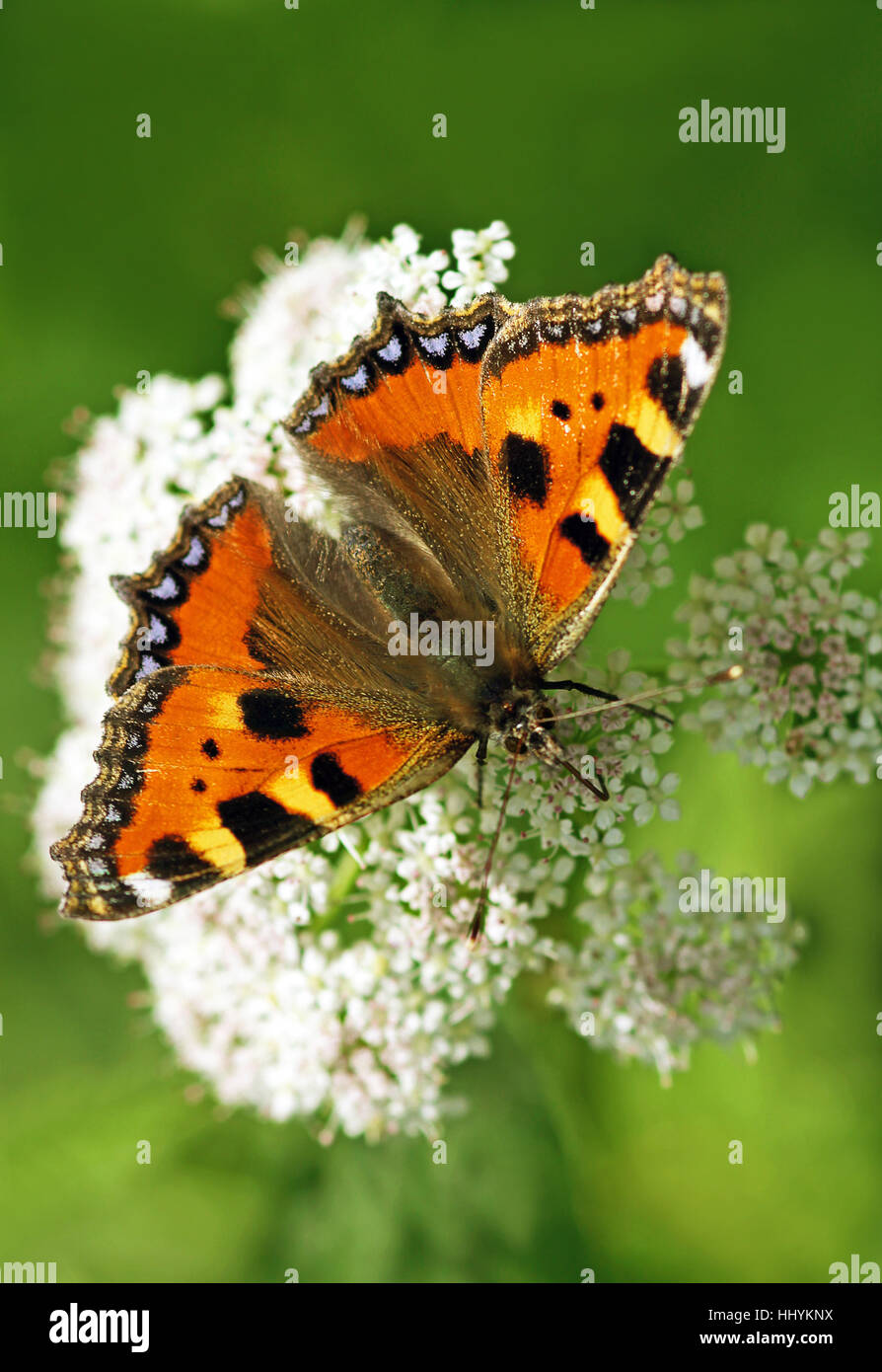 Mariposa, polilla, hermoso, beauteously, Niza, mariposas de colores, colorido, Foto de stock