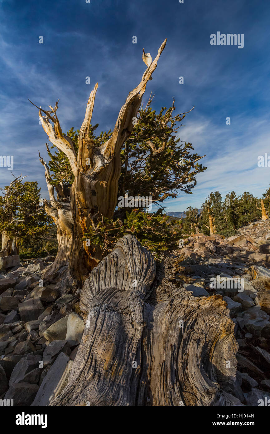 Antigua Great Basin Bristlecone Pine, Pinus longaeva, en un bosque cerca de Wheeler Peak en el Parque Nacional de la Gran Cuenca, Nevada, EE.UU. Foto de stock