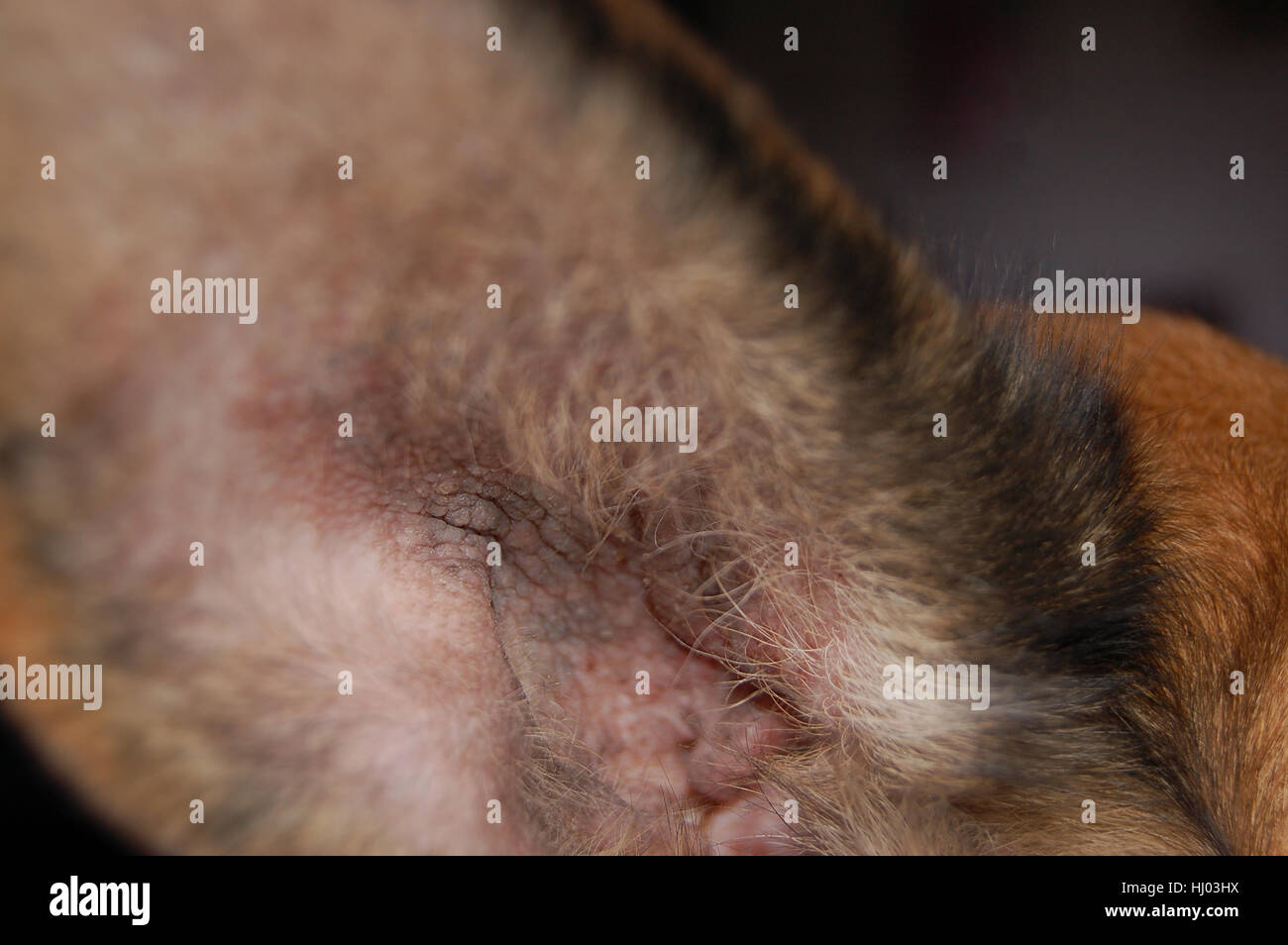Una oreja de un perro con sarna Fotografía de stock - Alamy