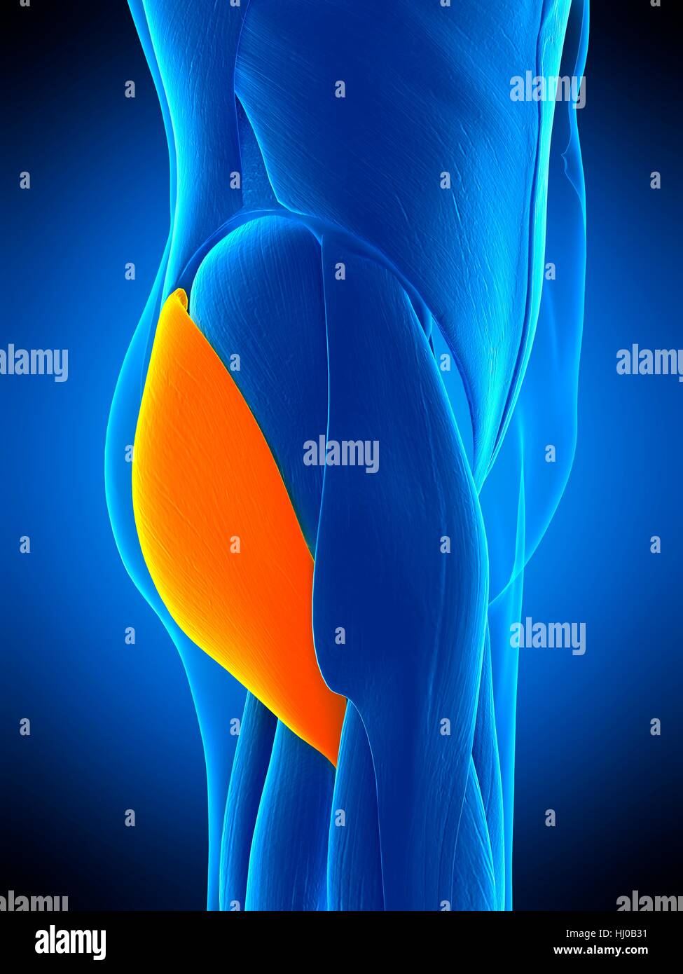 Ilustración del músculo glúteo mayor Fotografía de stock - Alamy