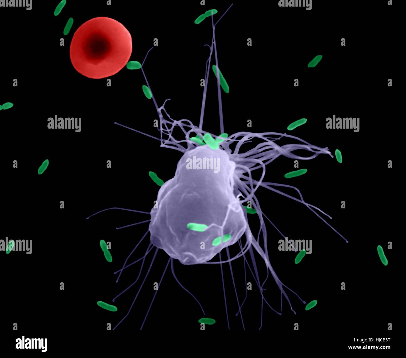 diagrama de macrófagos