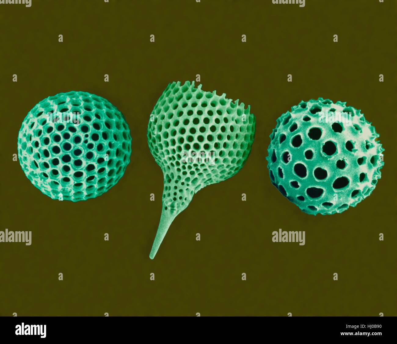 Pruebas Radiolarian (agua salada),color análisis micrografía de electrones (SEM).El disco esqueletos son compuestos de sílice o sulfato de estroncio.Los radiolarios (también llamado Radiozoa) son protozoos que producen intrincados esqueletos minerales.Se encuentran como el zooplancton en todo su esqueleto océano Foto de stock