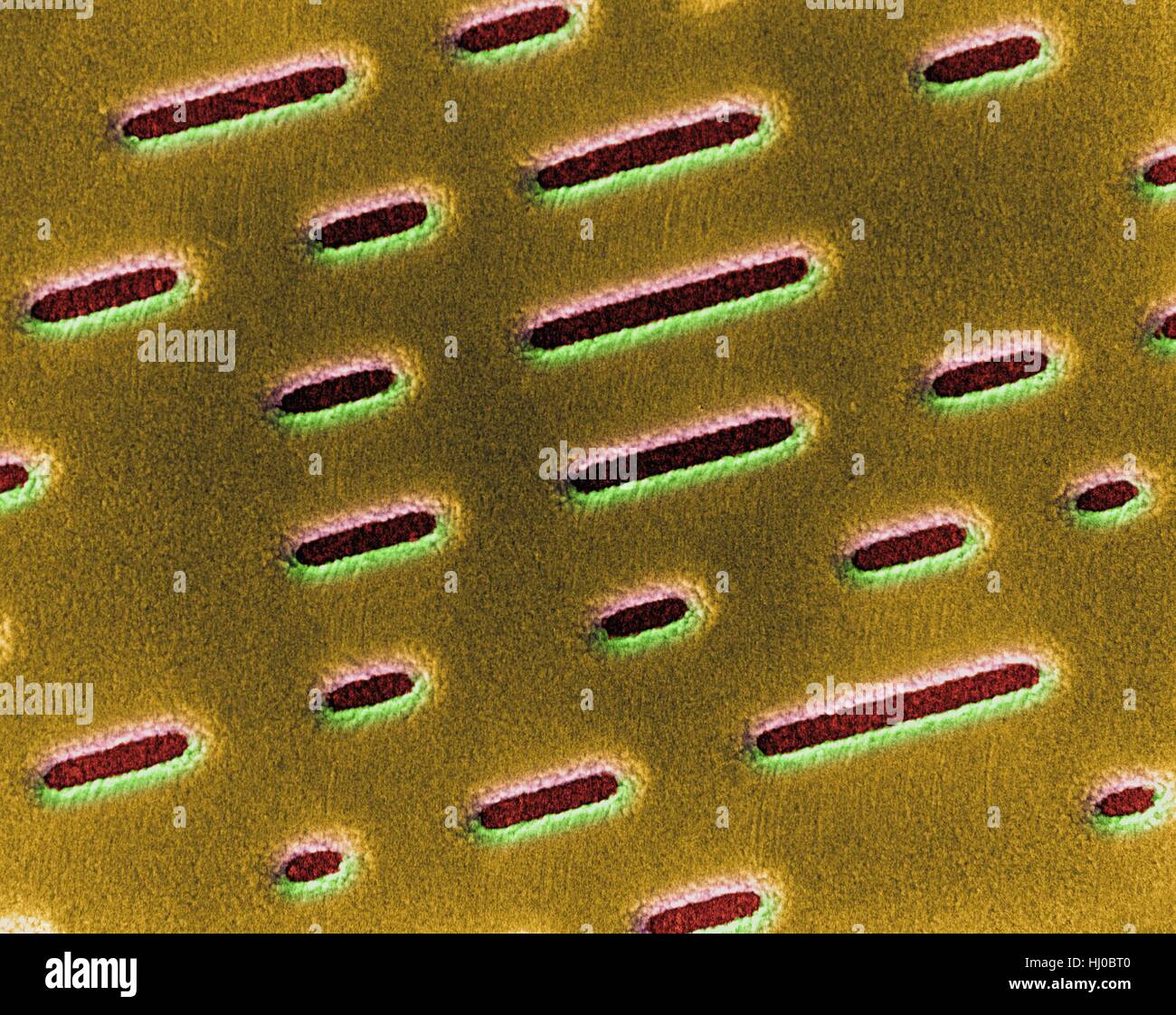 Color análisis micrografía de electrones (SEM) de la superficie del disco compacto (CD, CD-ROM). Un CD es un disco de plástico que está grabada o presiona con una serie de depresiones fino representando la señal musical o audio digitalizado. Una capa muy delgada de metal se utiliza para recubrir la superficie (incluyendo las depresiones) de modo que la luz láser se puede reflejar. Otra capa fina de plástico discordantemente la superficie metálica de protección. Ampliación: x2, 250 cuando el eje más corto impreso en 25 milímetros. Foto de stock