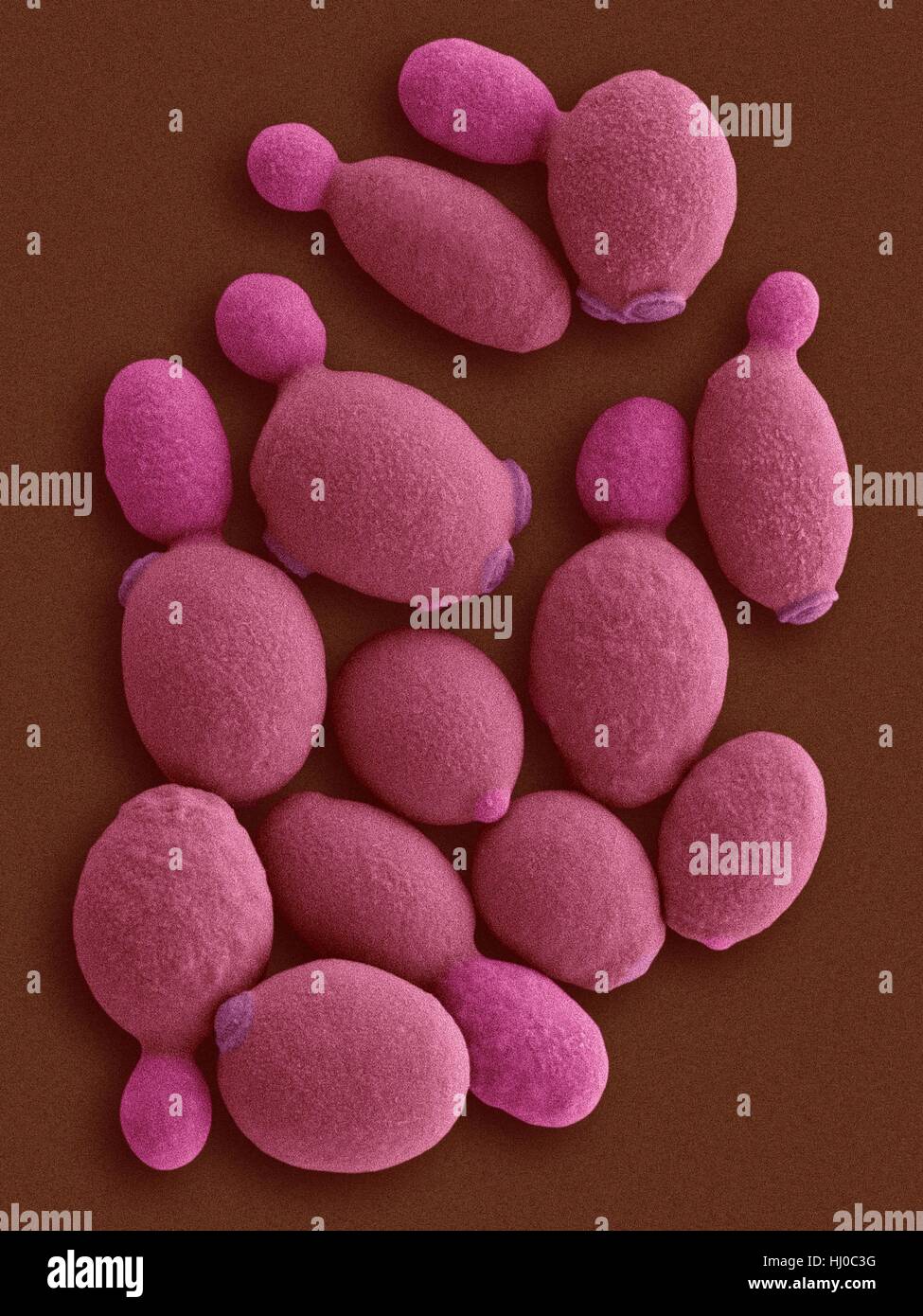 Color análisis micrografía de electrones (SEM) de Komagataella phaffii - methylotrophic.Komagataella phaffii levadura es levadura que ha identificado recientemente metanol-asimilando capabilities.Puede utilizar metanol como única fuente de carbono cuando el glicerol o la glucosa no se encuentra como fuente de alimentación.demostrado oír son levadura Foto de stock