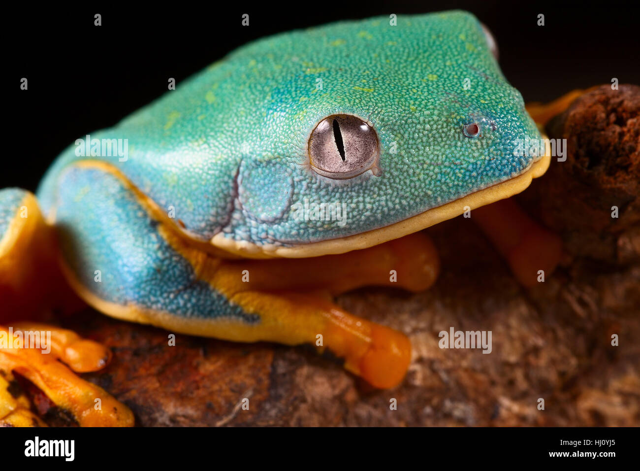 Azul, macro, close-up, macro admisión, vista cercana, animal anfibio, ojo, Foto de stock