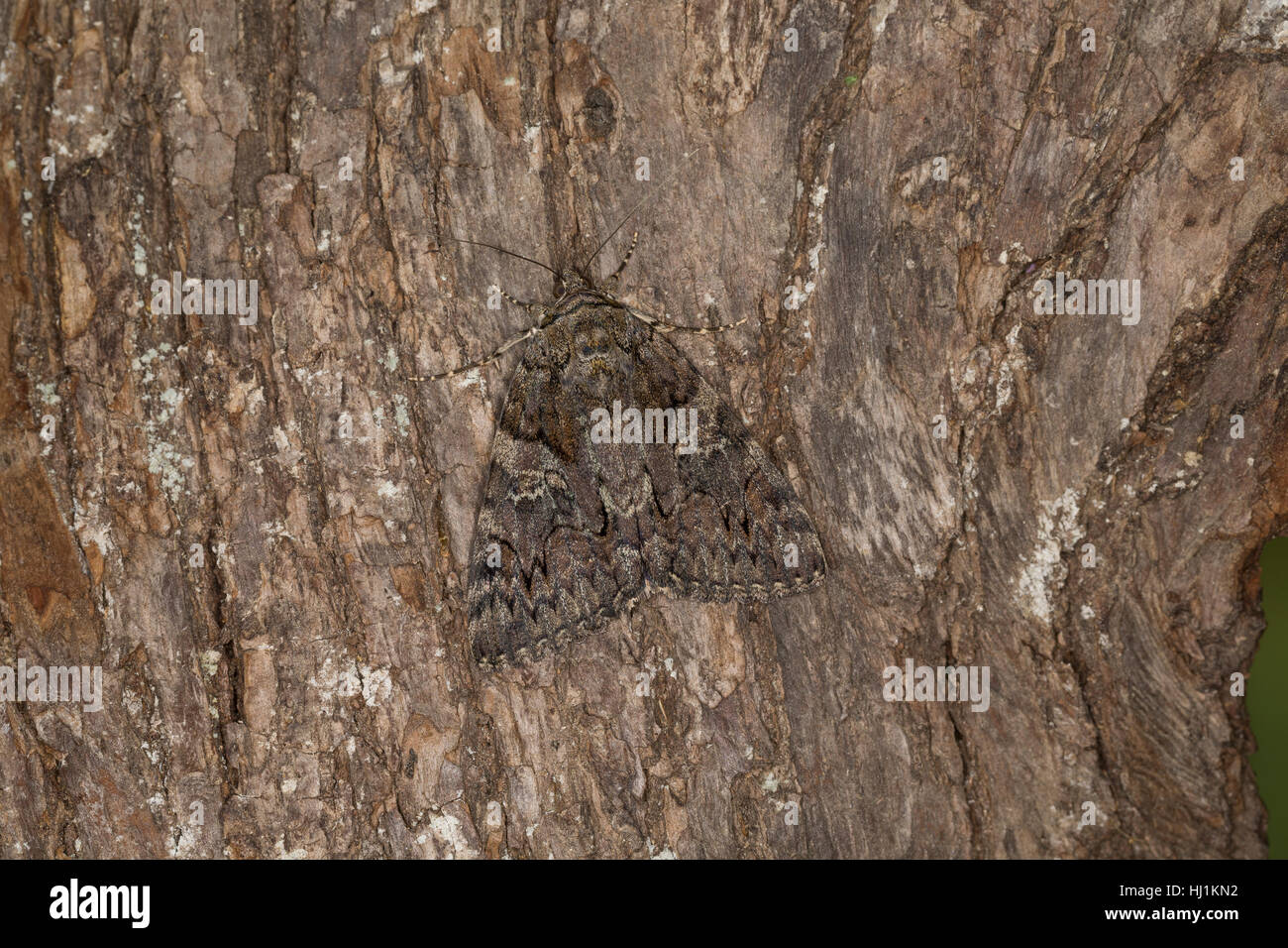 Südeuropäisches Ordensband, Großes Eichenordensband, Großes Eichen-Ordensband, Catocala dilecta, La Bien-Aimée. Eulenfalter, Noctuidae, nï¿½tuidos polillas, Foto de stock