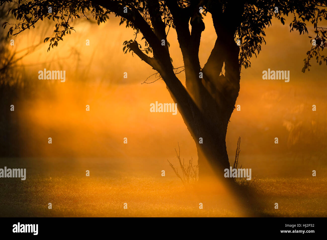 Un árbol se encuentra en un campo abierto como el sol hace la niebla de la mañana un resplandor naranja brillante alrededor del árbol. Foto de stock