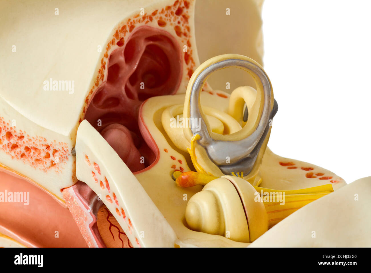 Canal auditivo humano, la anatomía, la foto, el modelo, el modelo del oído  humano, caracol, el yunque Fotografía de stock - Alamy