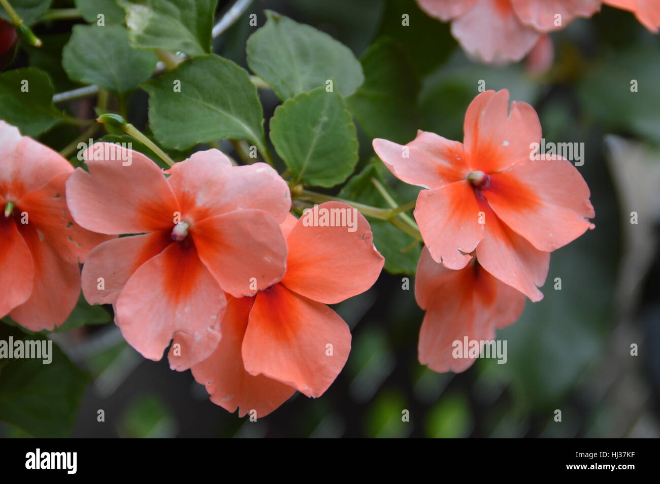 Impatient flowers fotografías e imágenes de alta resolución - Alamy Impatient flowers fotografías e imágenes de alta resolución - Alamy