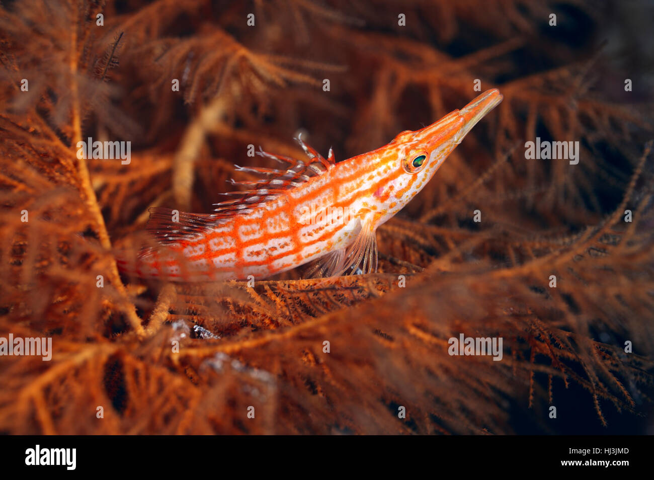 Fotografía submarina de Longnose hawkfish entre las ramas del coral negro Foto de stock