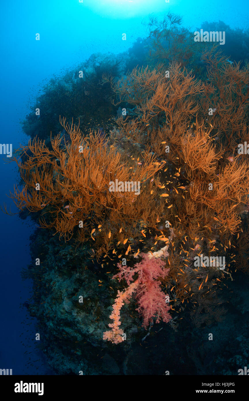 Fotografía submarina de negro enorme crecimiento de coral en el arrecife pendiente en el Mar Rojo, con una escuela de Lyretail anthias en sus ramas Foto de stock