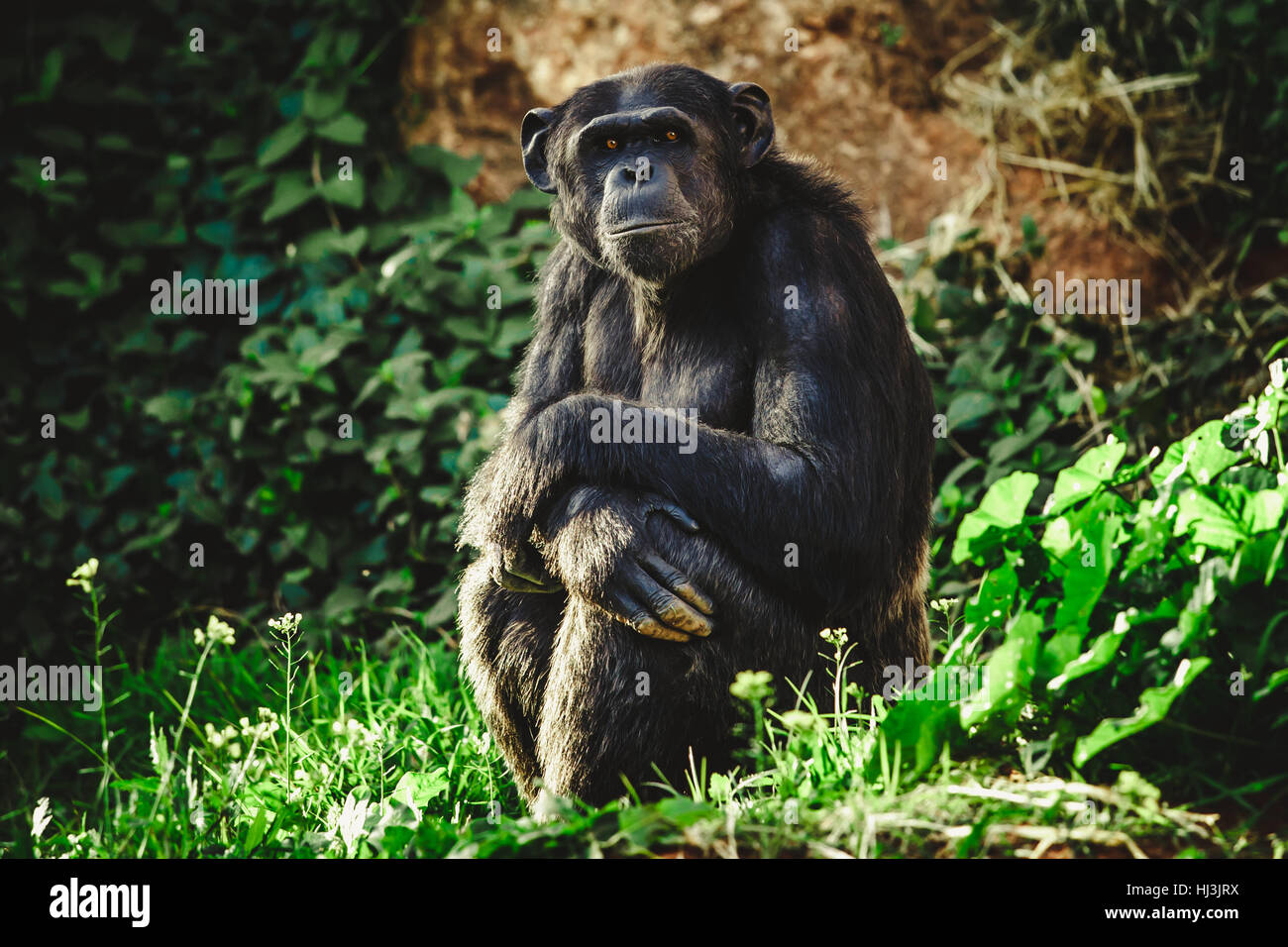 El chimpancé sentado en la hierba entre las rocas mirando a la lente de la cámara con una mirada profunda, zoológico en Rabat. Foto de stock