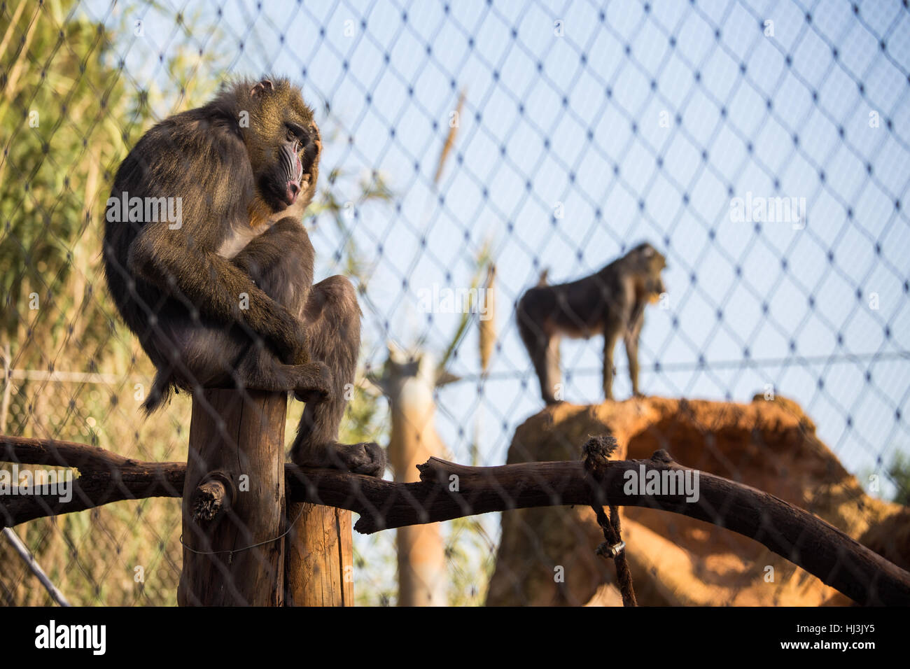 Mandriles hembra sentado en una jaula el roce de su cabeza, en el Zoológico de Rabat, Marruecos Foto de stock