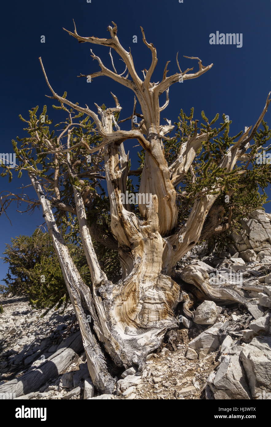 Great Basin bristlecone o pino Bristlecone Pine, Pinus longaeva, en las Montañas Blancas, California. Los árboles más antiguos que se conocen en el mundo. Foto de stock