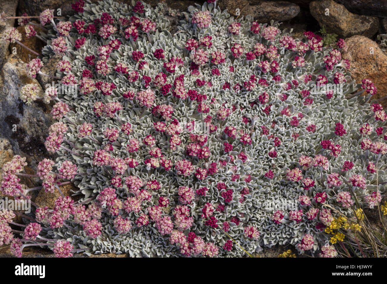 Hermosa densas aglomeraciones de gran altitud, trigo sarraceno cojín Eriogonum ovalifolium var. nivale, Yosemite, Sierra Nevada. Foto de stock