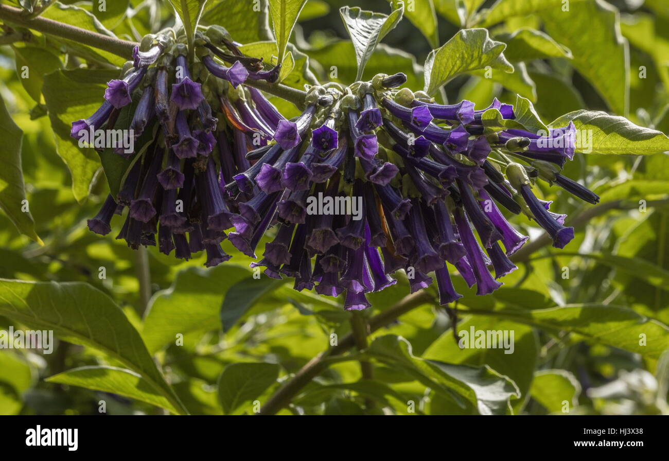 Violeta, Iochroma Churcu cyaneum en flor. Silvestre en Ecuador, que se cultiva en jardines Fotografía de stock - Alamy Violeta, Iochroma Churcu cyaneum en flor. Silvestre en Ecuador, que se cultiva en jardines Fotografía de stock - Alamy