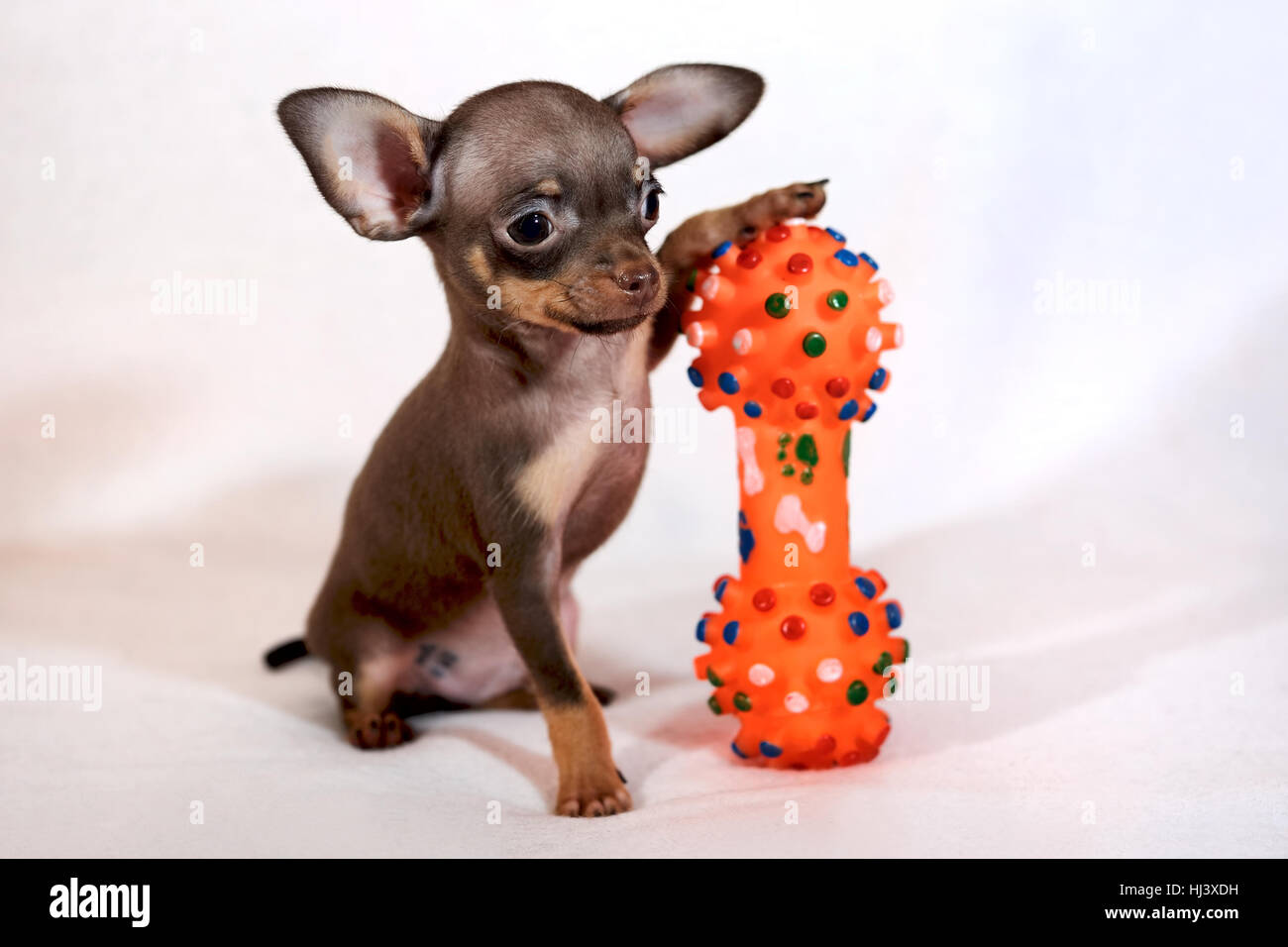 Terrier ruso de juguete marrón y marrón de pelo corto (Russkiy Toy  Fotografía de stock - Alamy