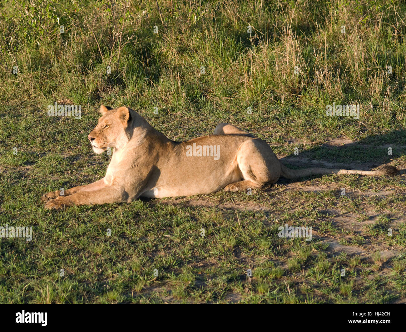 Masai Mara - Simba Foto de stock