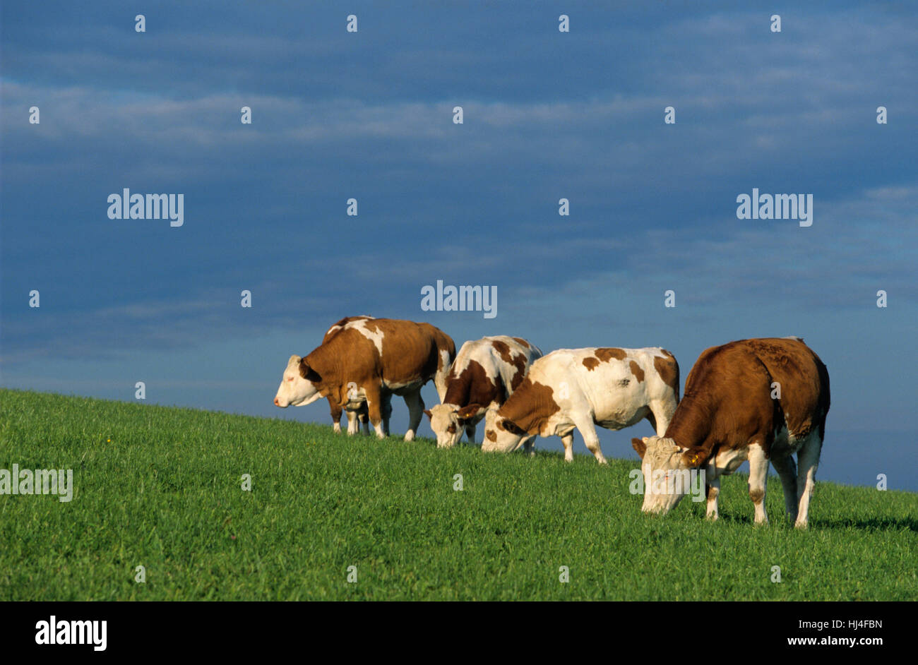 Cabezas de ganado en la pradera Foto de stock