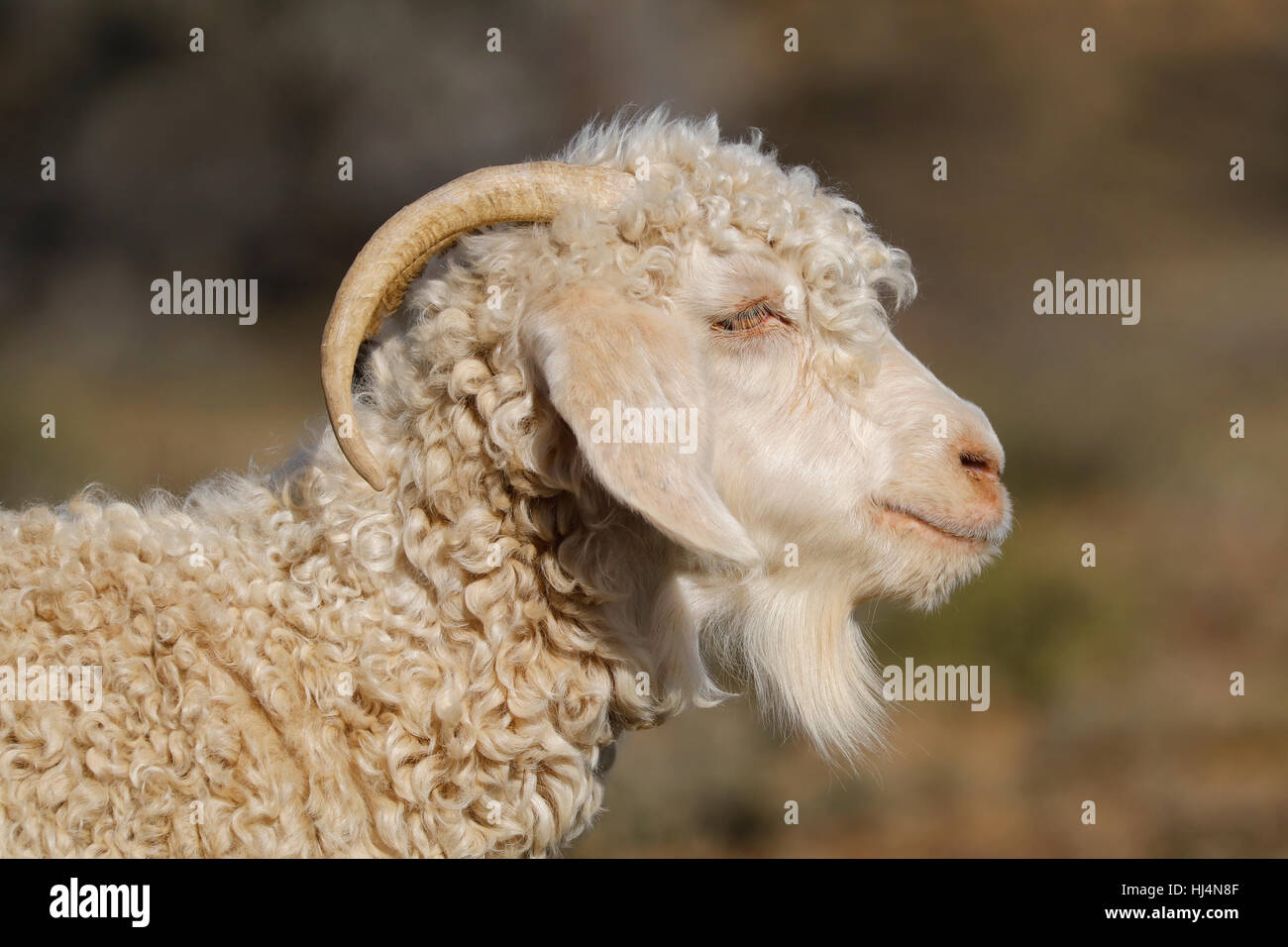 Retrato de una cabra de angora en una finca rural Foto de stock