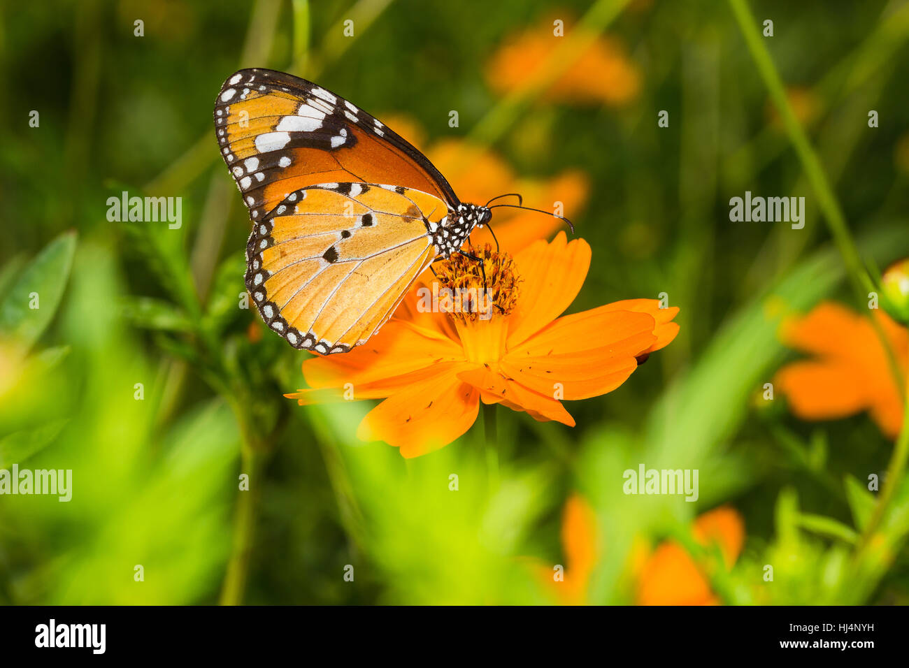 Tigre normal(Danaus chrysippus mariposas), la mariposa en el cosmos flor Foto de stock
