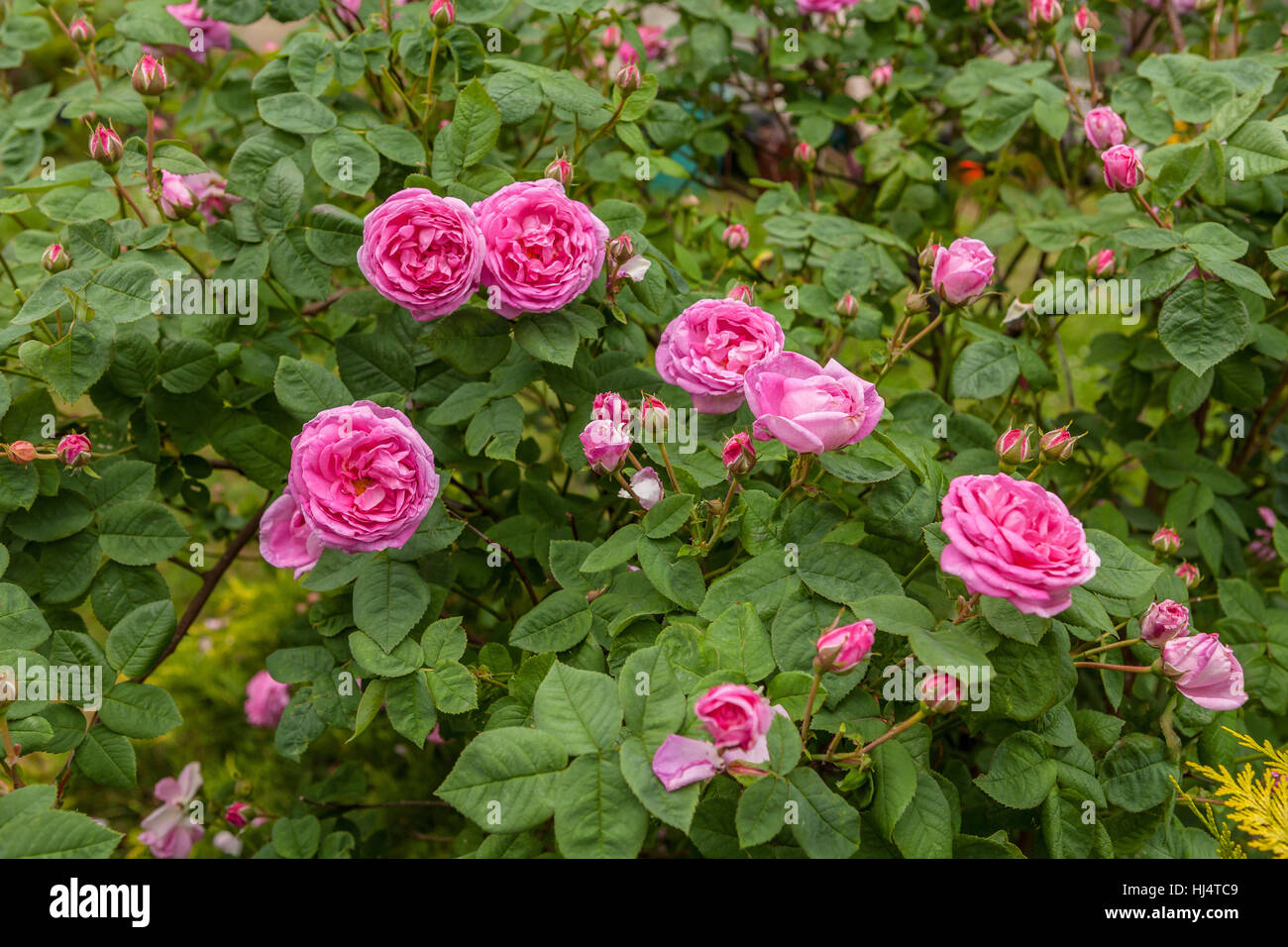 La famosa rosa centifolia Foliacea (Provence Rose o repollo Rose ) Foto de stock