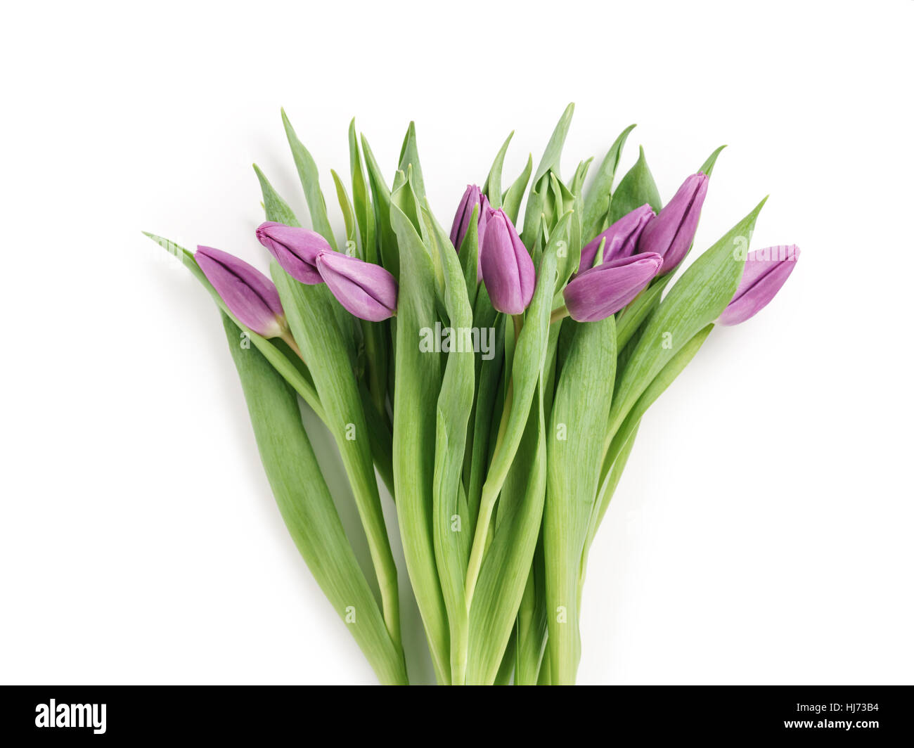 Frescos tulipanes púrpura disparó desde arriba aislado en blanco Foto de stock
