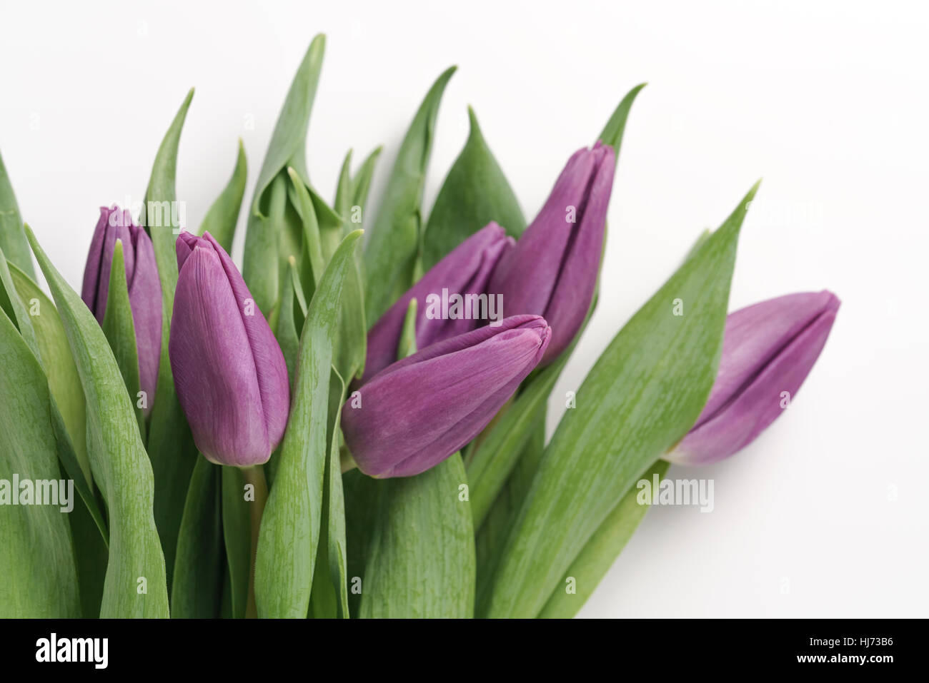 Frescos tulipanes púrpura disparó desde arriba aislado en blanco Foto de stock