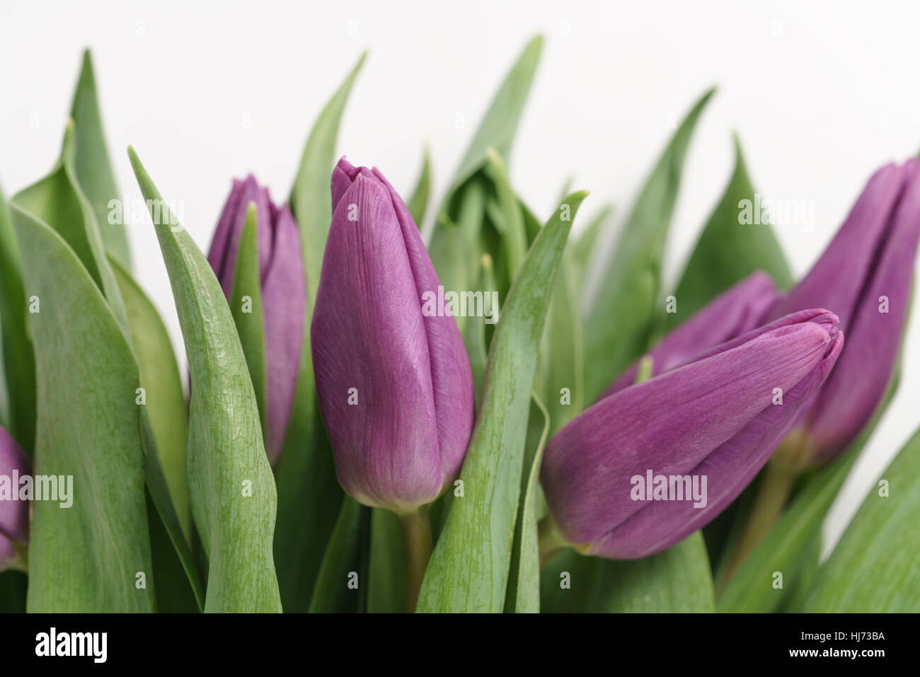 Frescos tulipanes púrpura disparó desde arriba sobre blanco Foto de stock