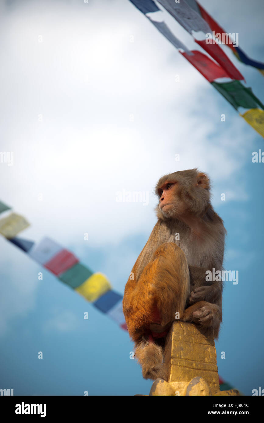 Monos en el Templo Pashupatinath, Katmandú, Nepal. Foto de stock