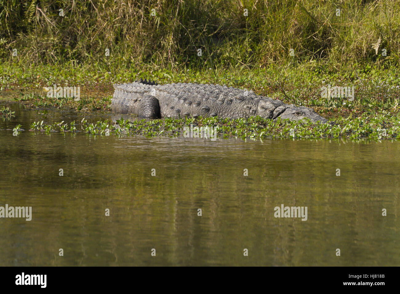 Los reptiles, cocodrilos, reptiles, Nepal, cocodrilos, echte krokodile, crocodylus, Foto de stock