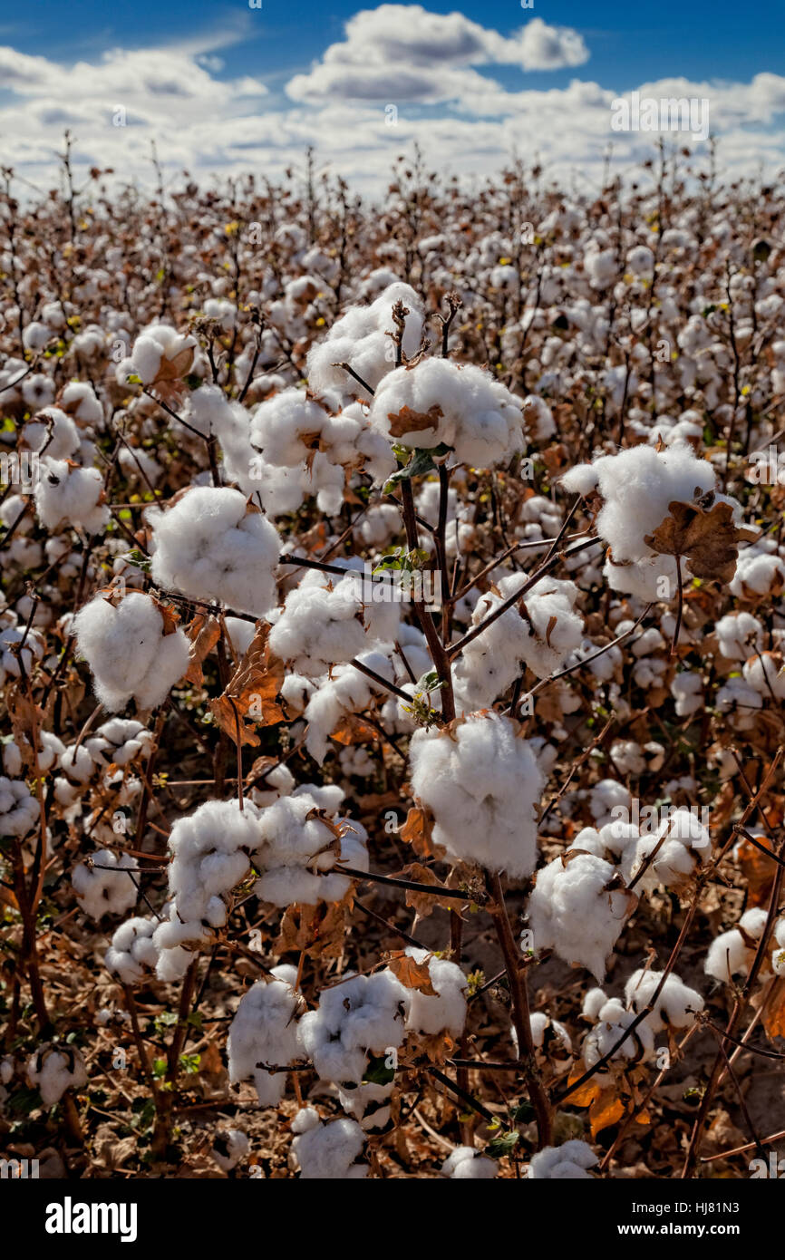 Listos para la cosecha de algodón - Agricultura - Marana, Arizona Foto de stock