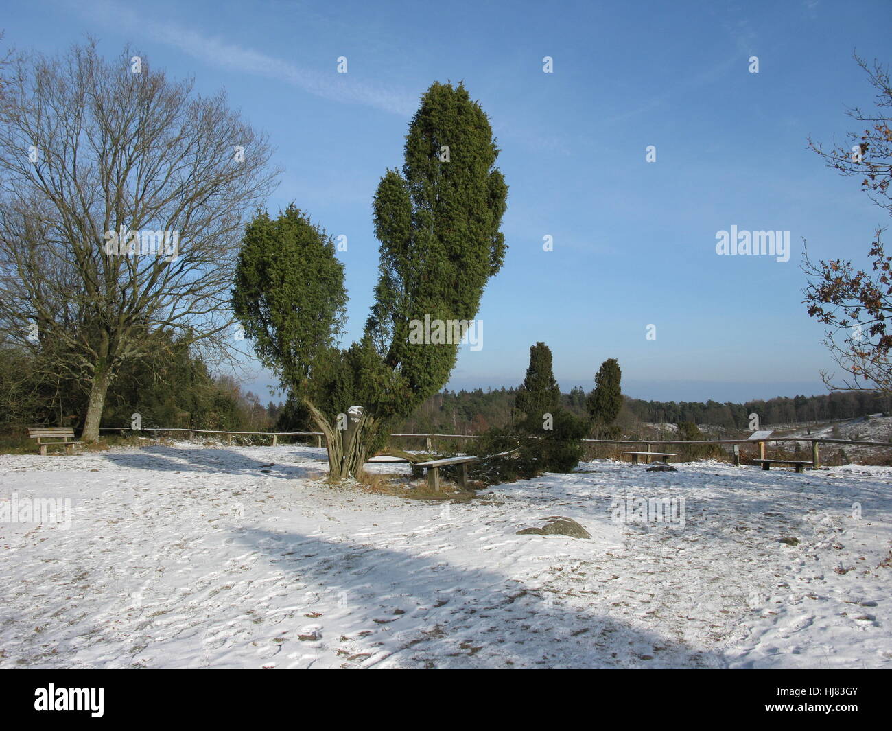 Viajes, árbol, invierno, turismo, campo, hacer senderismo, ir de excursión, pasear, conservación de Foto de stock