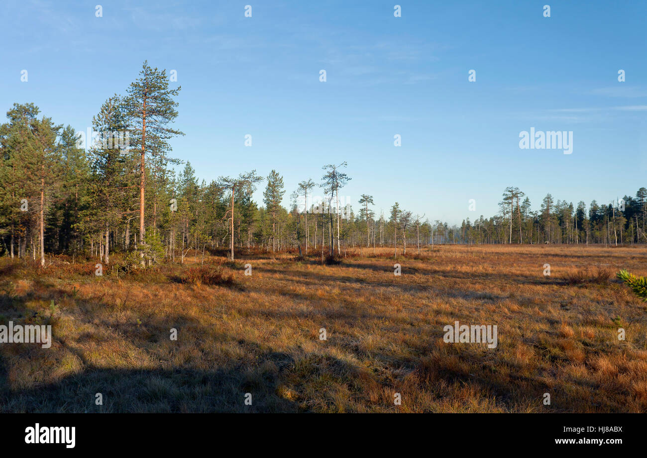 Bosques de la taiga finlandesa, Kuhmo, Kainuu, en el norte de Karelia, Finlandia Foto de stock