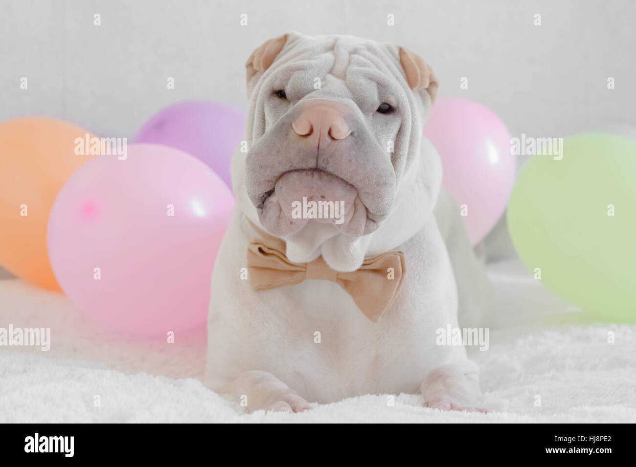 Shar Pei perro junto a globos Foto de stock