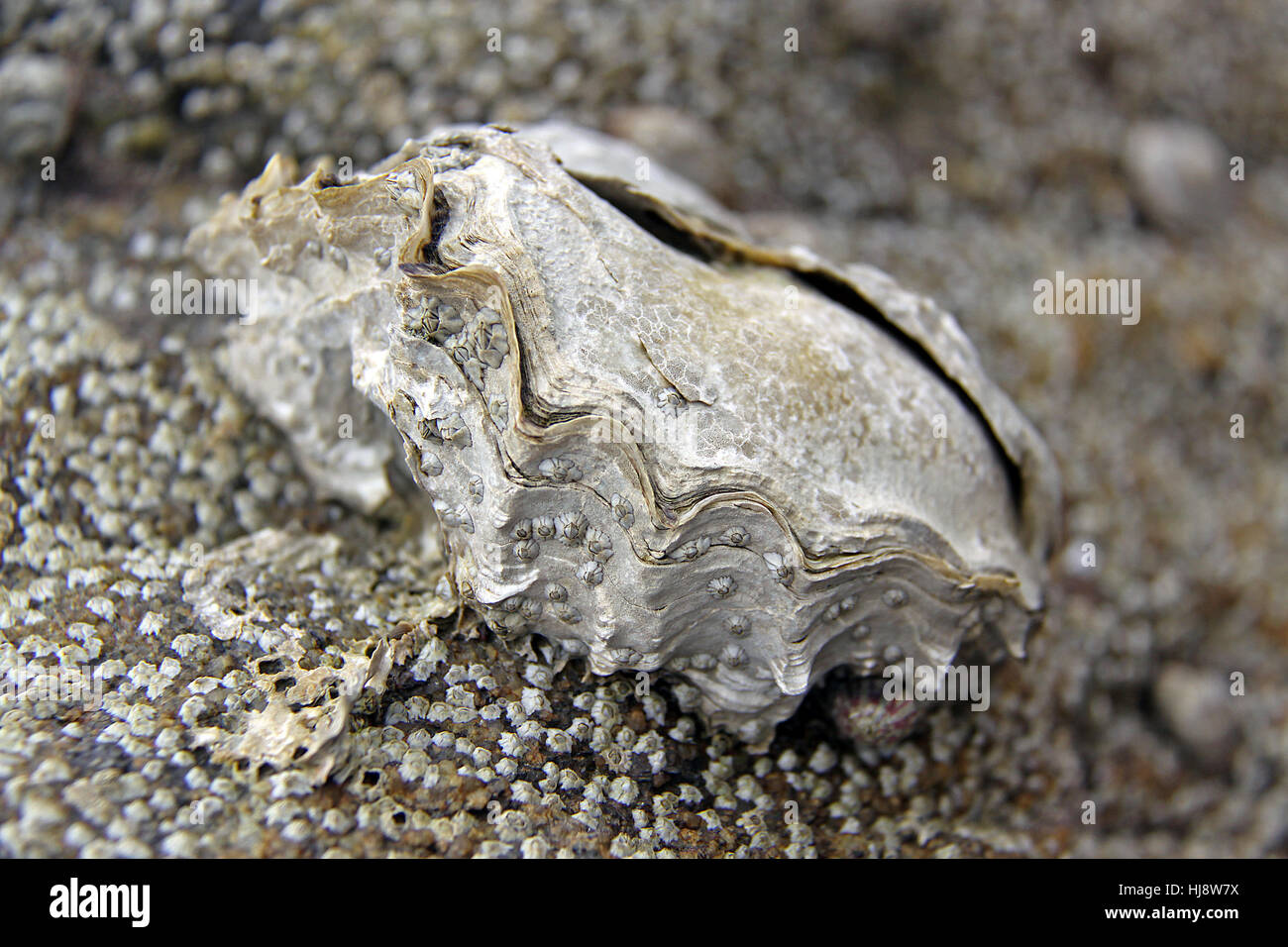 Moluscos, conchas, ostras, conchas, moluscos, shell, rock, océano atlántico, sal Foto de stock
