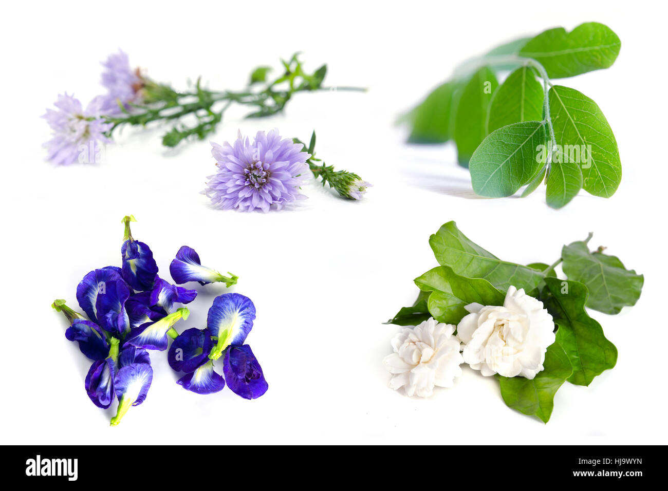 Grupo de plantas y flores (Moringa hojas de plantas, flores de jazmín,  mariposas, guisante guisante azul y violeta flor) aislado sobre fondo  blanco Fotografía de stock - Alamy