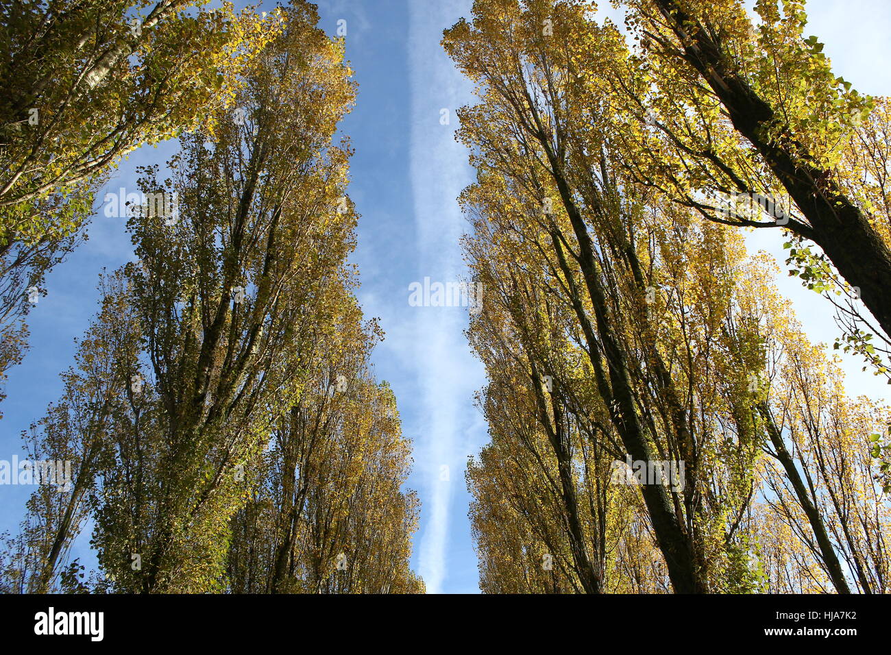 Paisaje holandés con altos álamos (Populus nigra var. italica), provincia de Groningen, Países Bajos del norte Foto de stock