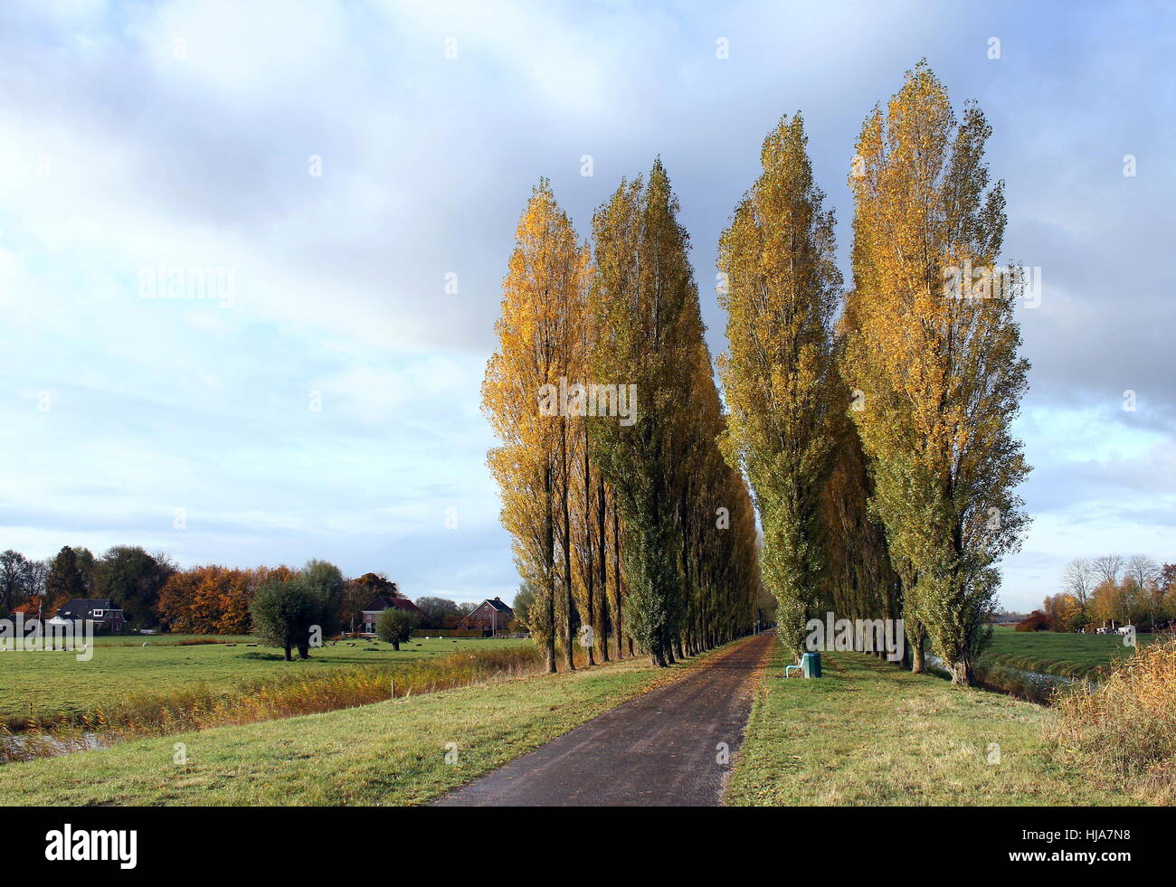 Paisaje holandés con altos álamos (Populus nigra var. italica), provincia de Groningen, Países Bajos del norte Foto de stock