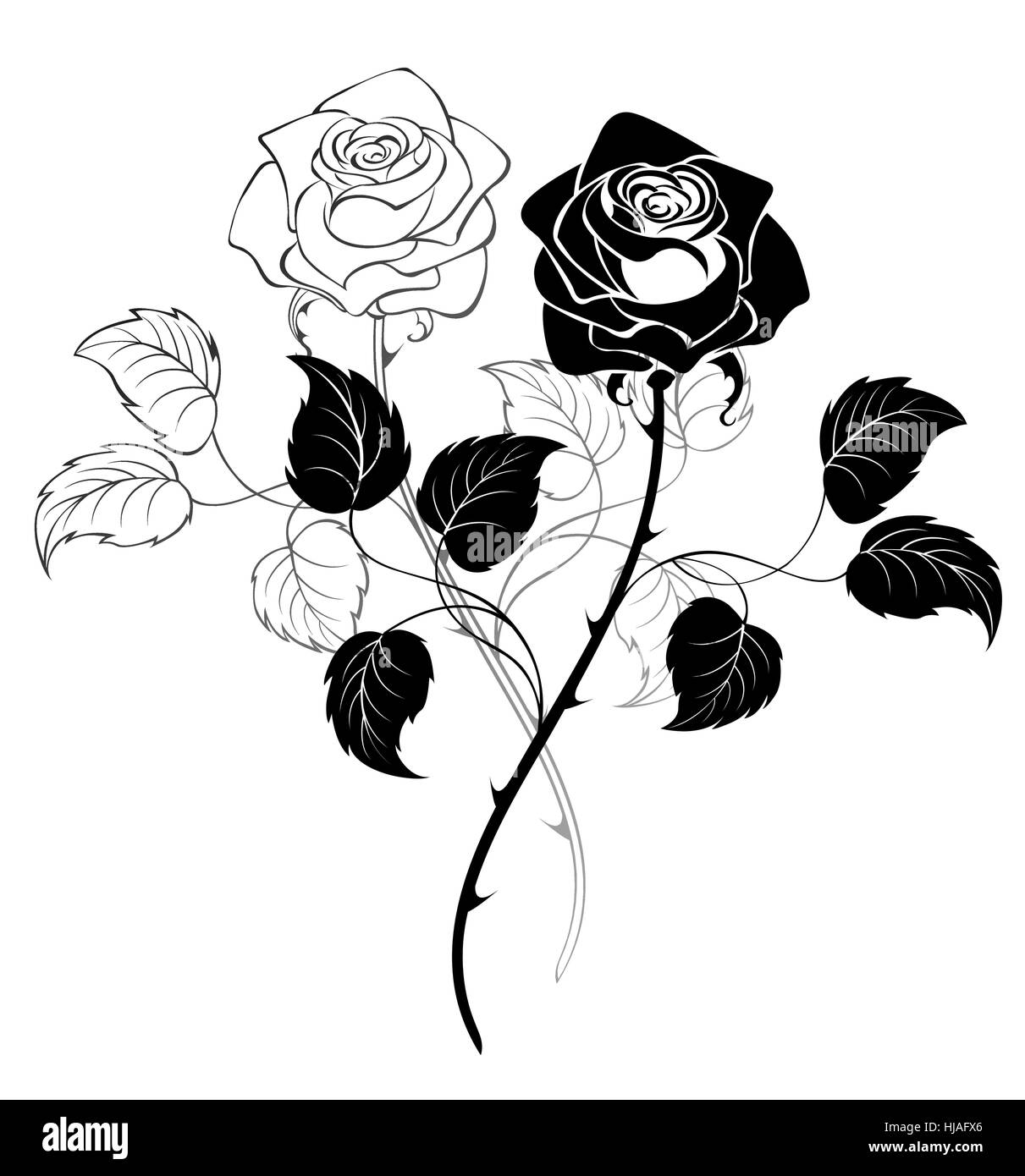 Rosas negras fotografías e imágenes de alta resolución - Alamy