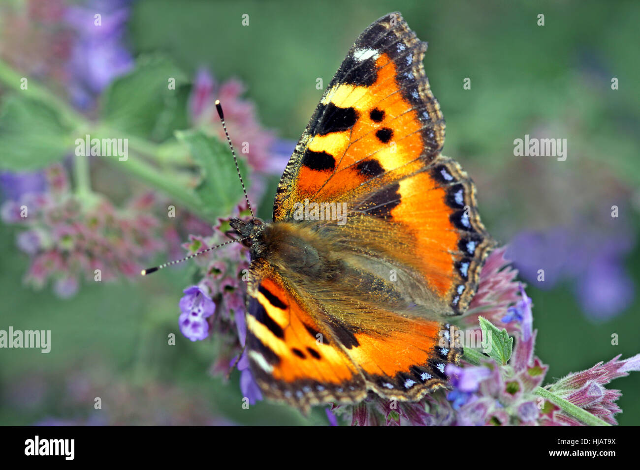 Las mariposas, polillas, mariposas, flores, pequeño, pequeño, pequeño, corto, polilla, Fox, Foto de stock